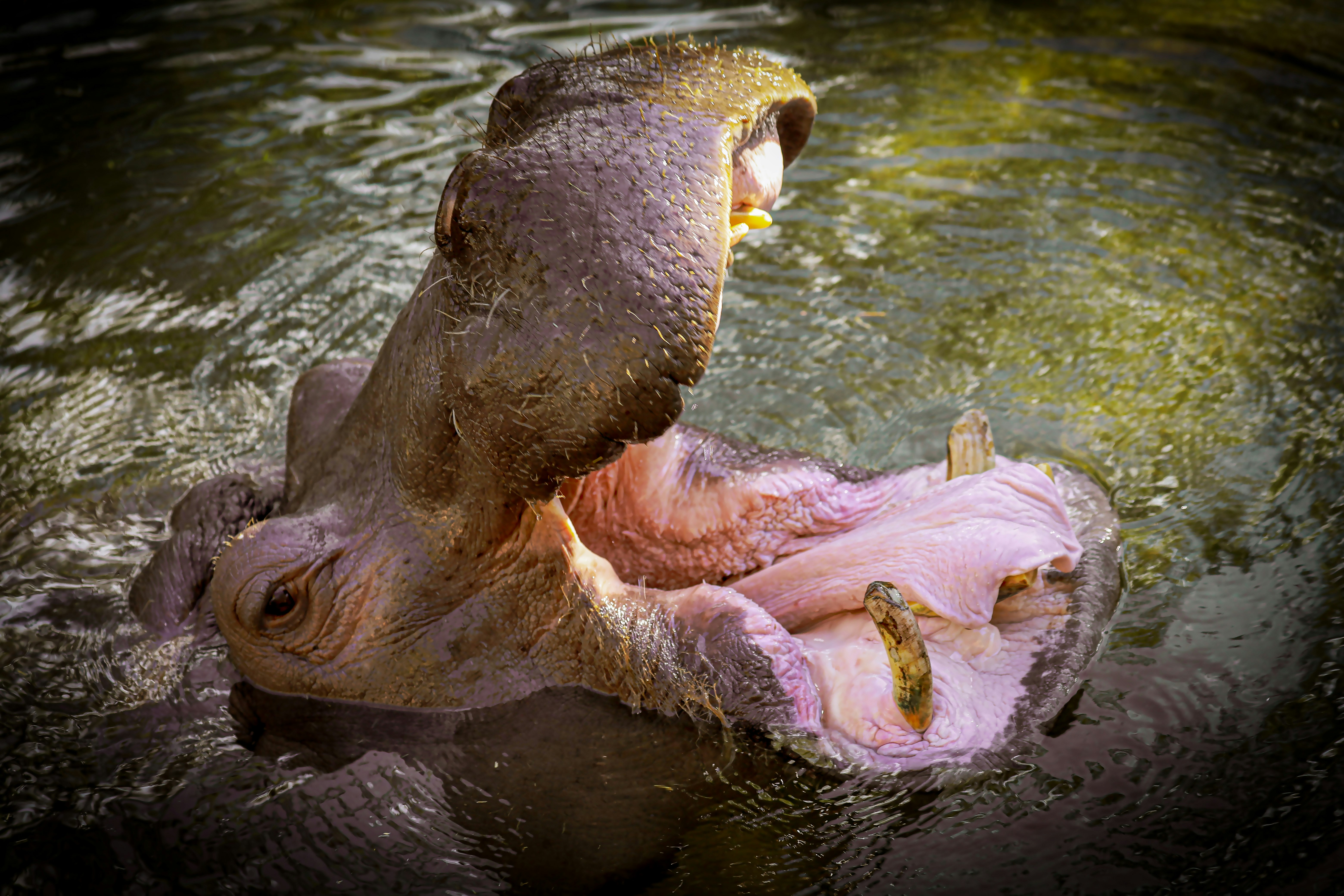 brown animal on body of water during daytime